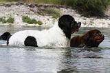 TERRE NEUVE & LANDSEER 081